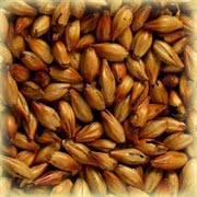 Как выбрать солод для пива Как выбрать солод для пива